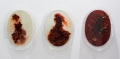 Geraldine Javier, Anish Kapoor at the Martin-Gropius-Bau, Berlin 2013, 2014, Preserved leaves on fabric, beeswax on board, 3 pieces, each 62 x 45 x 6 cm | 24.41 x 17.72 x 2.36 in, # JAVI0009 